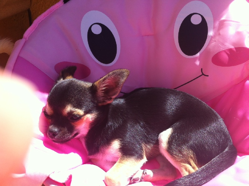 Publication : Des Chihuahuas De L'Itzà