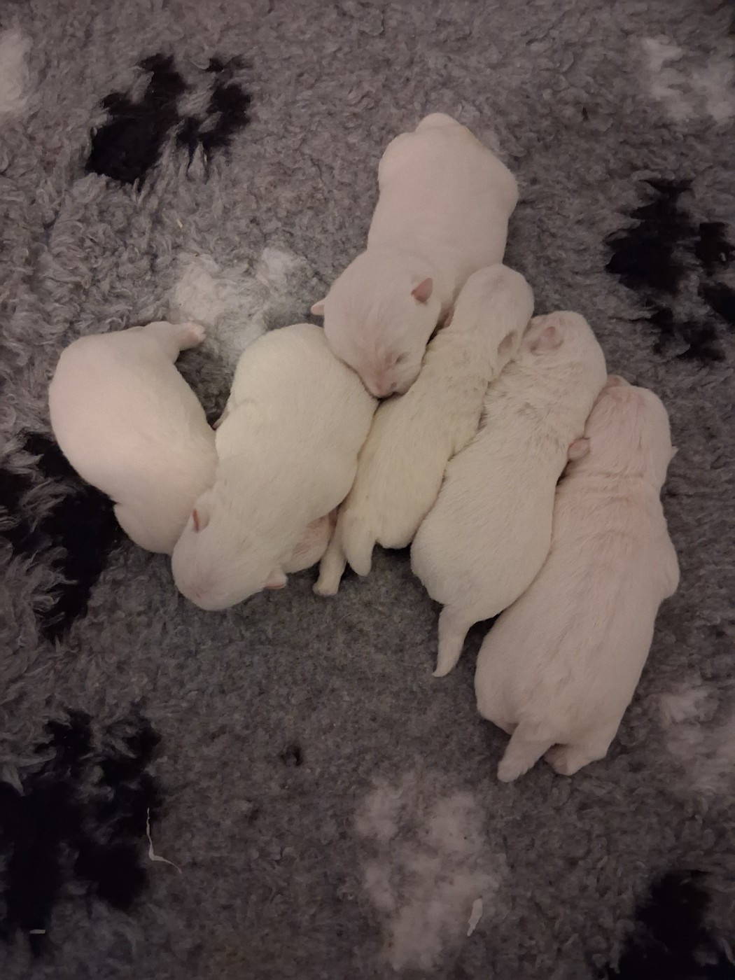 CHIOT 1 - West Highland White Terrier