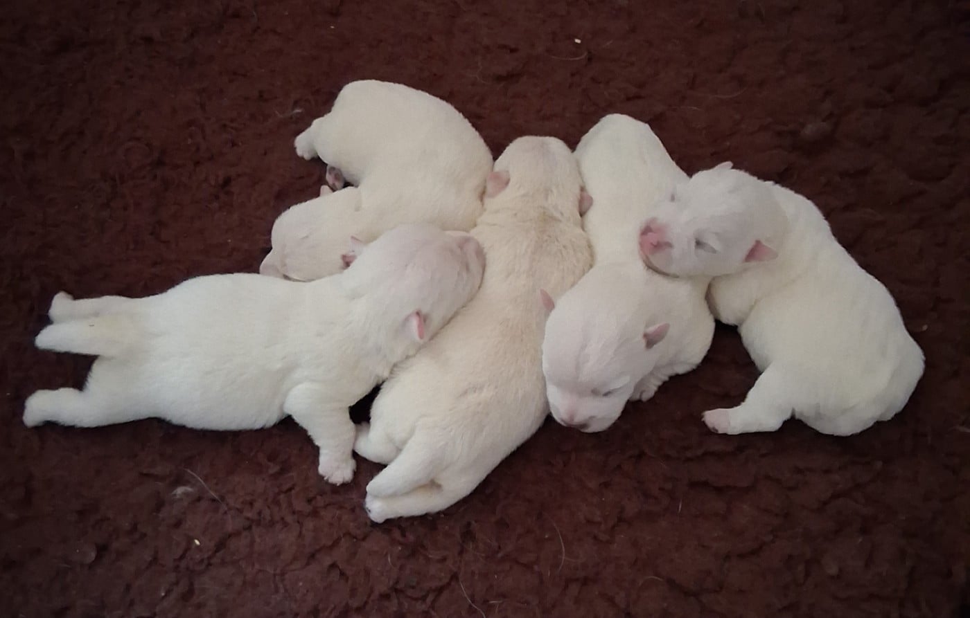 A....... - West Highland White Terrier