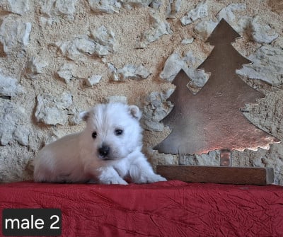 Les chiots de West Highland White Terrier