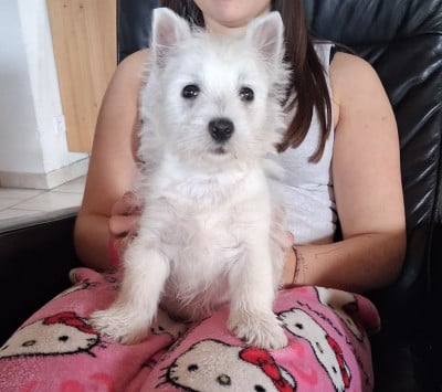 Les chiots de West Highland White Terrier
