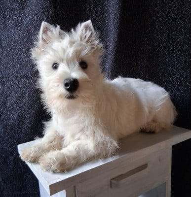 West Highland White Terrier