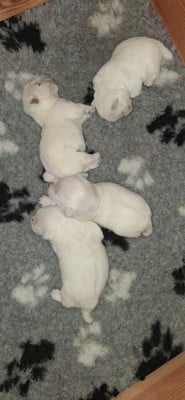 Les chiots de West Highland White Terrier