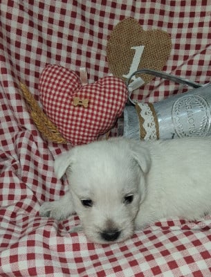 Les chiots de West Highland White Terrier