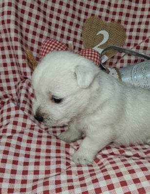 Les chiots de West Highland White Terrier