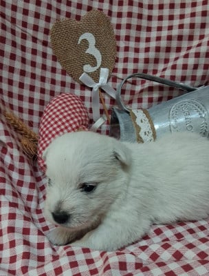 Les chiots de West Highland White Terrier