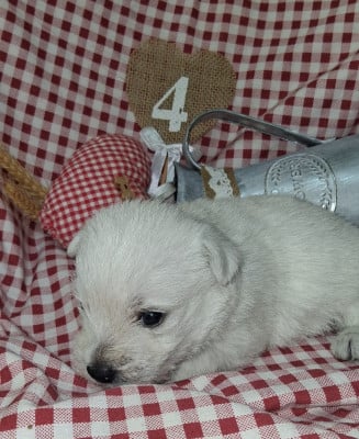 Les chiots de West Highland White Terrier