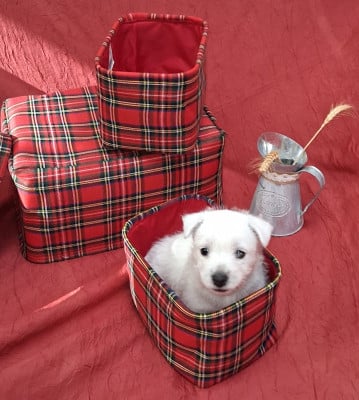 Les chiots de West Highland White Terrier