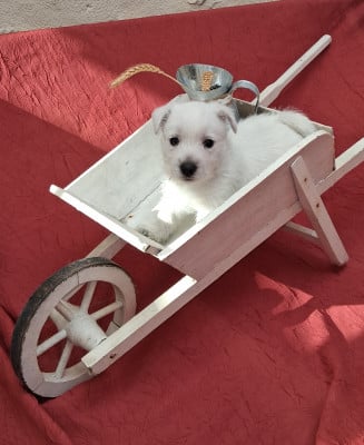 Les chiots de West Highland White Terrier