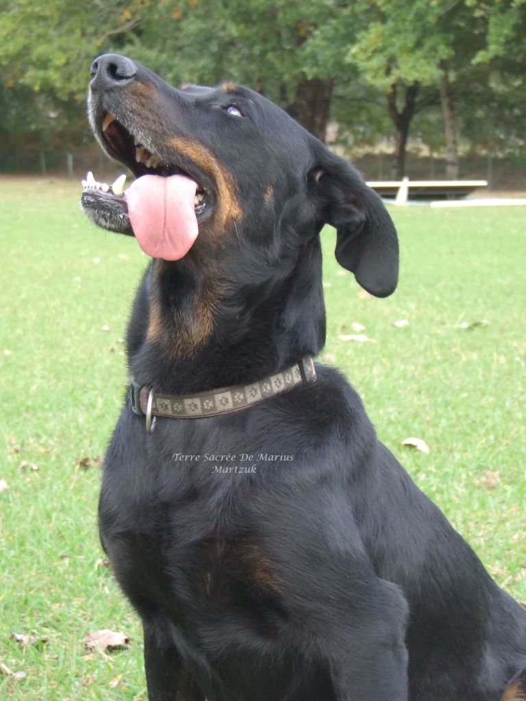 Martzuk De La Terre Sacrée De Marius - Très Bon classe 1