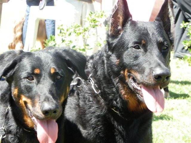 CH. Choubidou De La Terre Sacrée De Marius - BOB