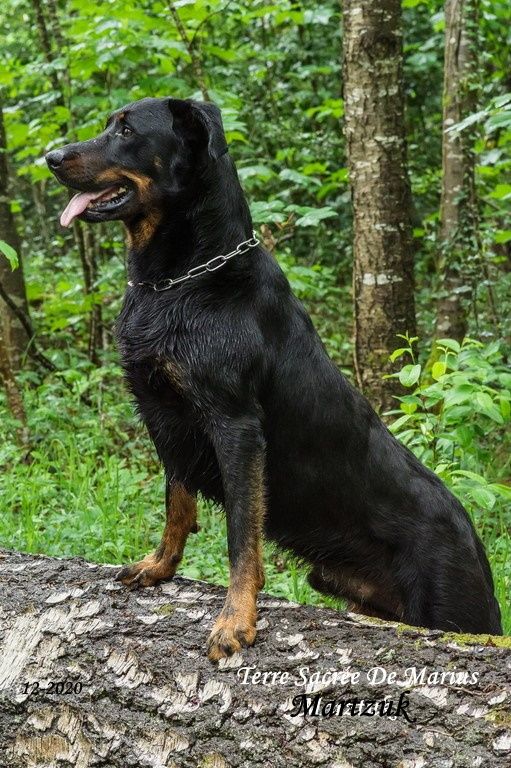 Martzuk De La Terre Sacrée De Marius - Bon classe 1