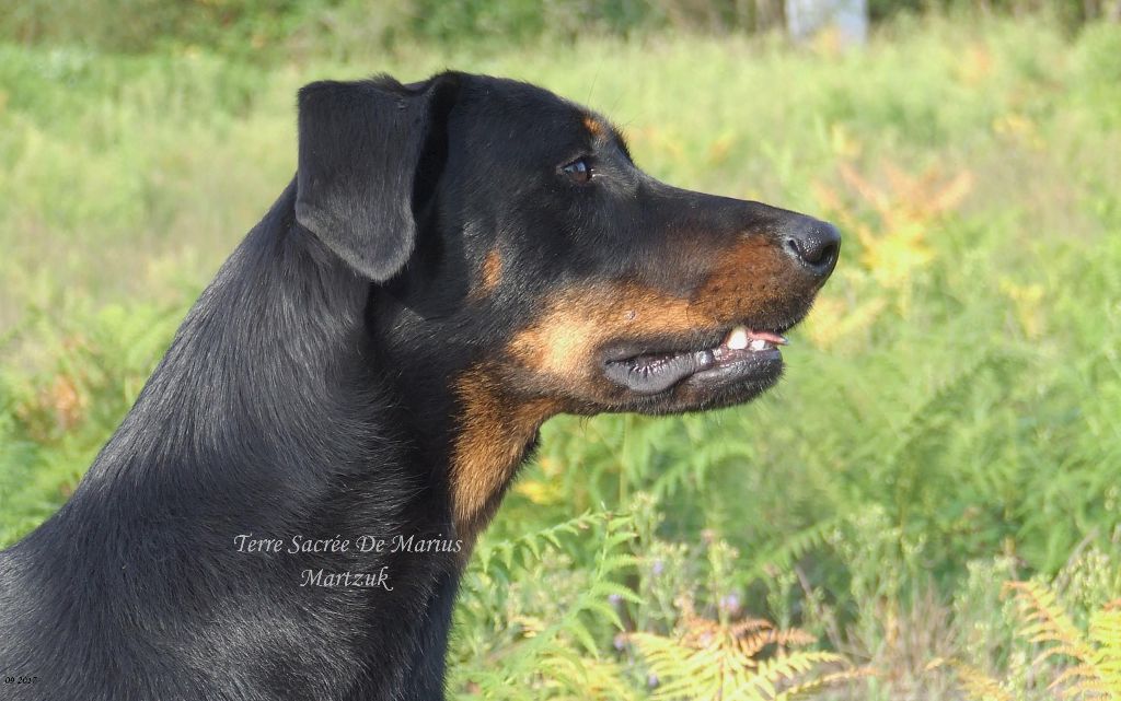 Martzuk De La Terre Sacrée De Marius - EXCELLENT + Classe Intermédiaire