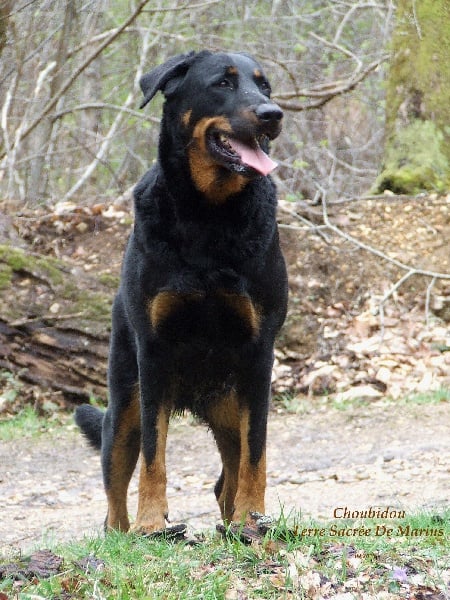 CH. Choubidou De La Terre Sacrée De Marius - MEILLEUR DE RACE