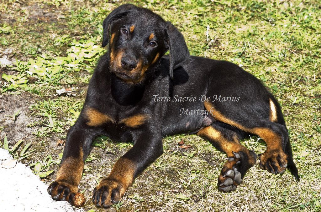 Martzuk De La Terre Sacrée De Marius - 1° TP classe Baby