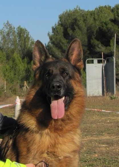 Publication : du maingoval de dolci