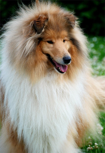 Publication : de Midland Valley Auteur : ventroux