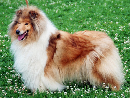 Publication : de Midland Valley Auteur : ventroux