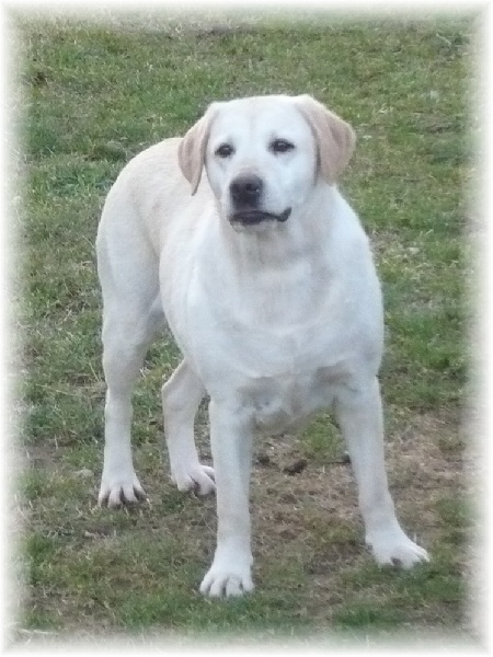 Publication : du clos des jardes