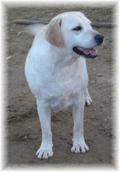 Publication : du clos des jardes