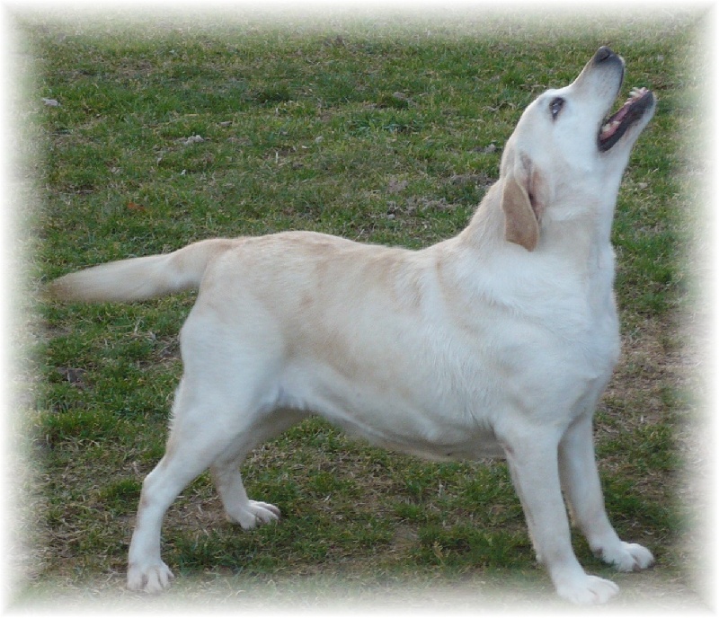 Publication : du clos des jardes