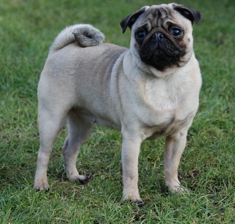 Daola dame de coeur Du chevalier de saint maxime
