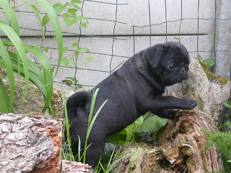 Publication : Du chevalier de saint maxime