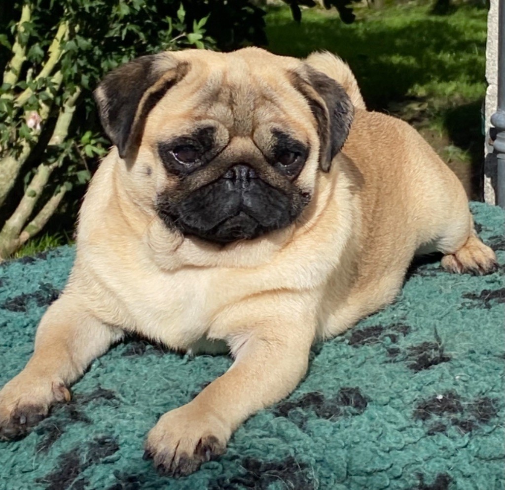 Publication : Du chevalier de saint maxime