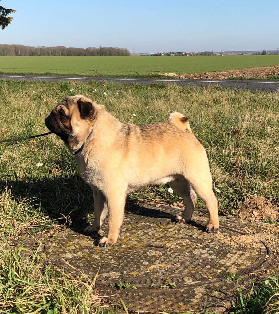 One from u2 « bono » Du chevalier de saint maxime