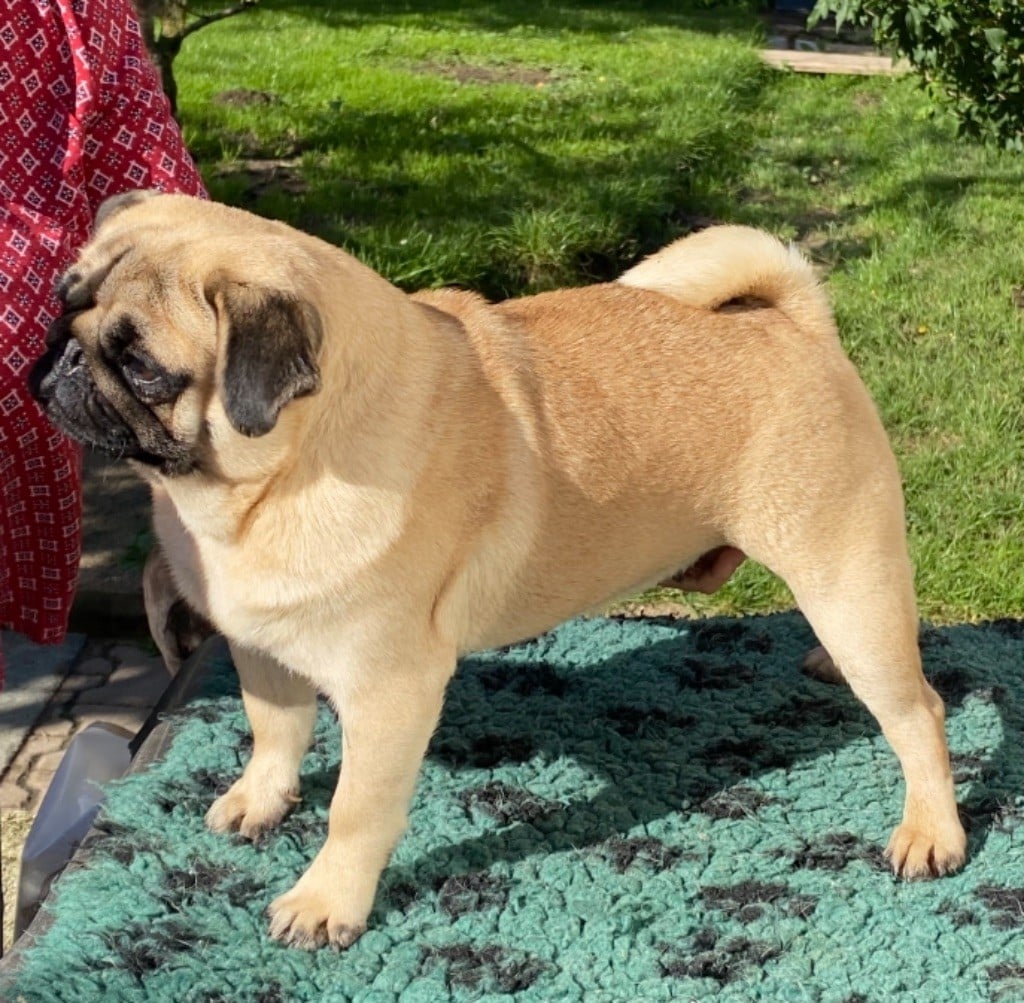 Publication : Du chevalier de saint maxime