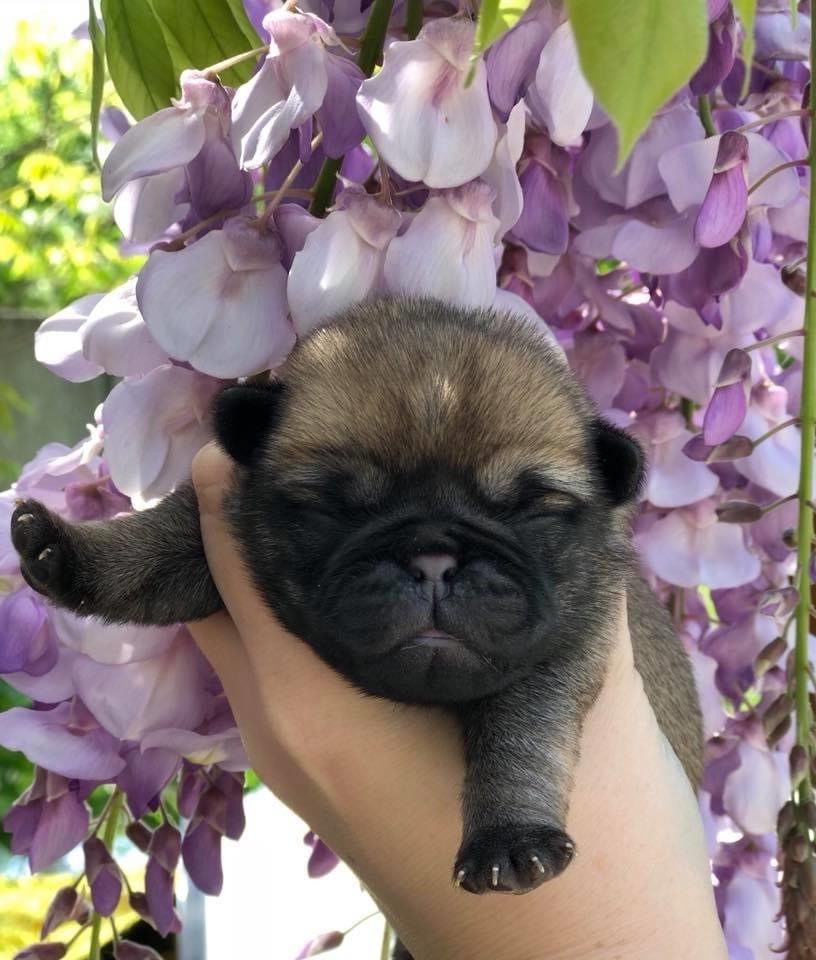 One from u2 « bono » Du chevalier de saint maxime