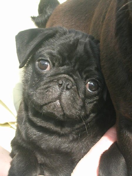 Publication : Du chevalier de saint maxime