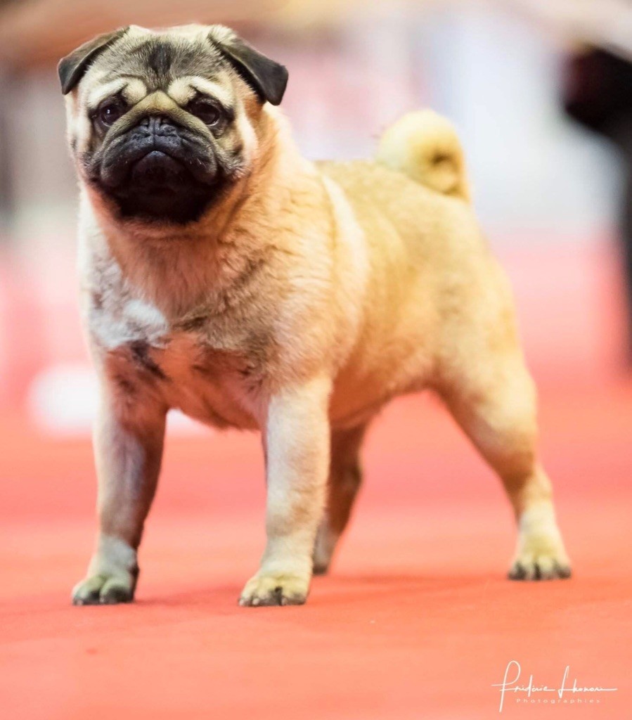 One from u2 « bono » Du chevalier de saint maxime