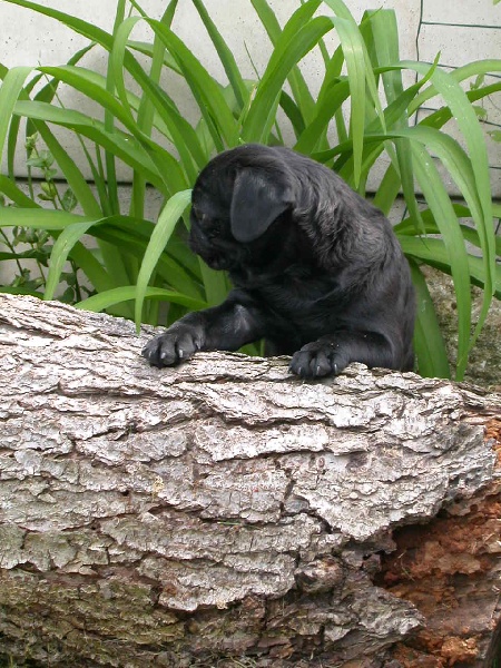 Publication : Du chevalier de saint maxime