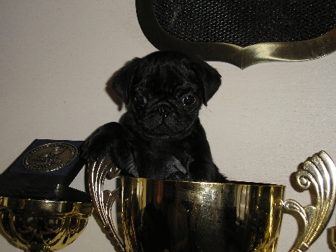 Publication : Du chevalier de saint maxime