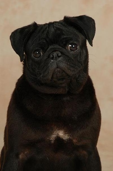 CH. Admirer lisbeth black Du chevalier de saint maxime