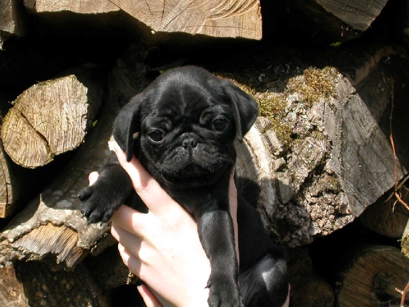 Publication : Du chevalier de saint maxime