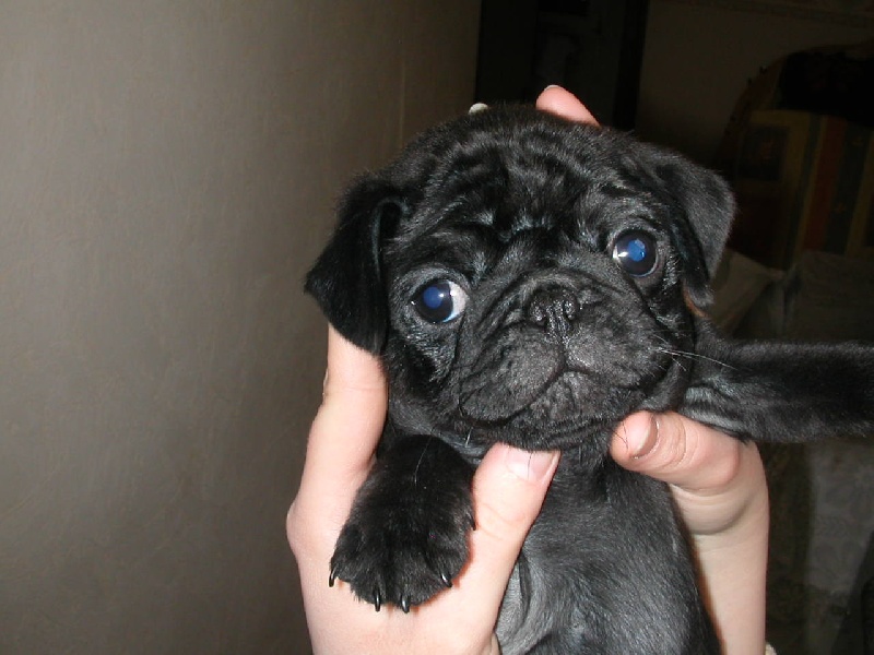 Publication : Du chevalier de saint maxime