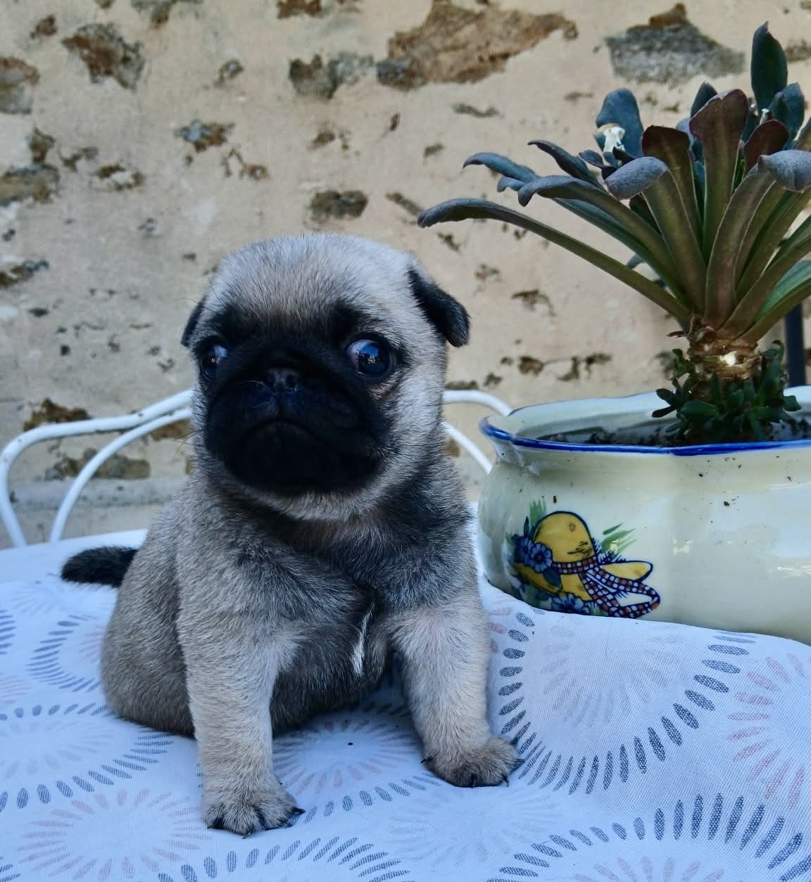 Chiot N°2