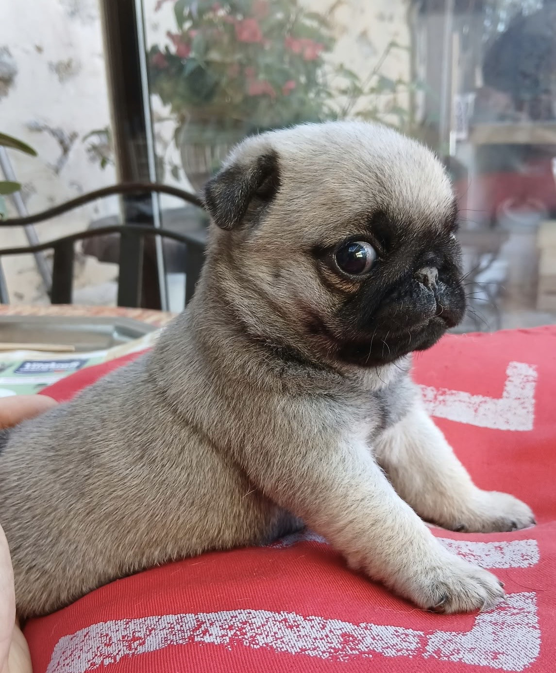Chiot N°2