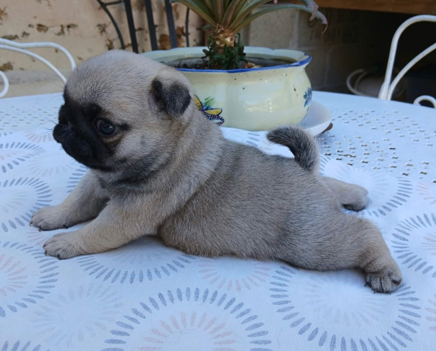 Chiot N°2