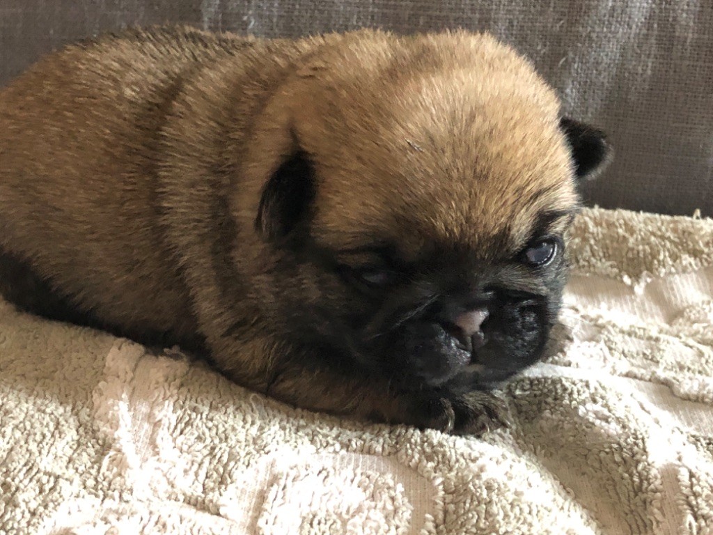 Chiot Carlin, Pocahontas Femelle beige , femelle