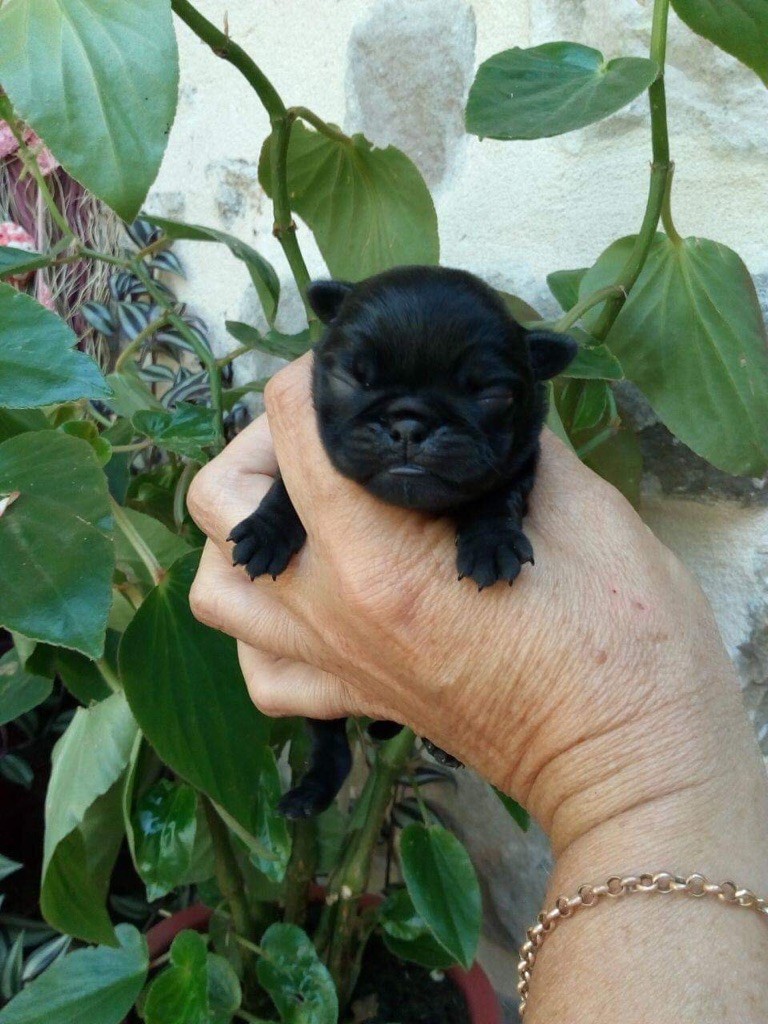 Chiot Carlin, mâle disponible en Ile De France, 77 Seine