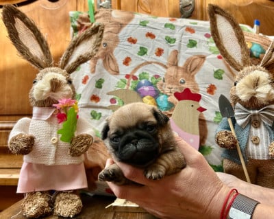 Les chiots de Carlin