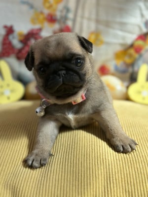 Les chiots de Carlin