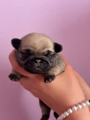 Les chiots de Carlin