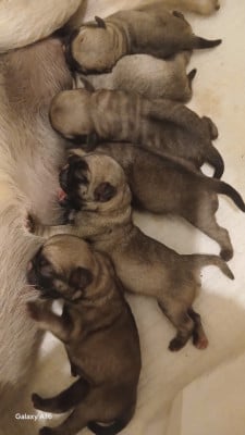 Les chiots de Carlin