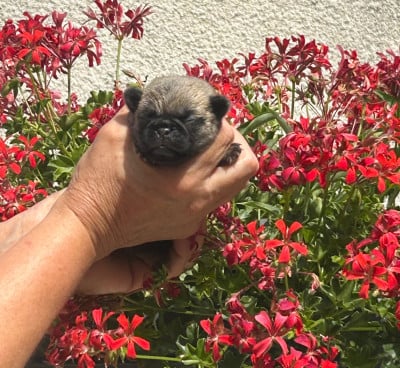 Les chiots de Carlin