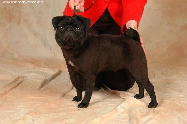 CH. Admirer lisbeth black Du chevalier de saint maxime - 1° EXCELLENT + MEILLEUR JEUNE