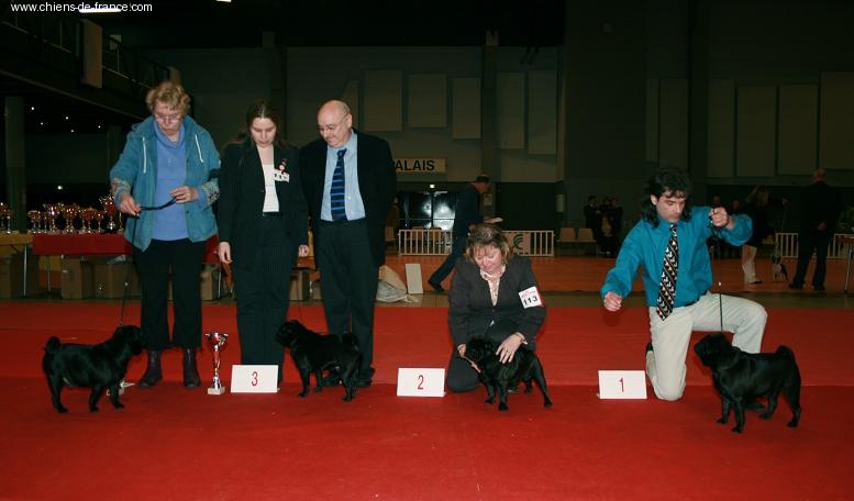 CH. Vulcain black velours Du chevalier de saint maxime - 1° EXCELLENT CACS